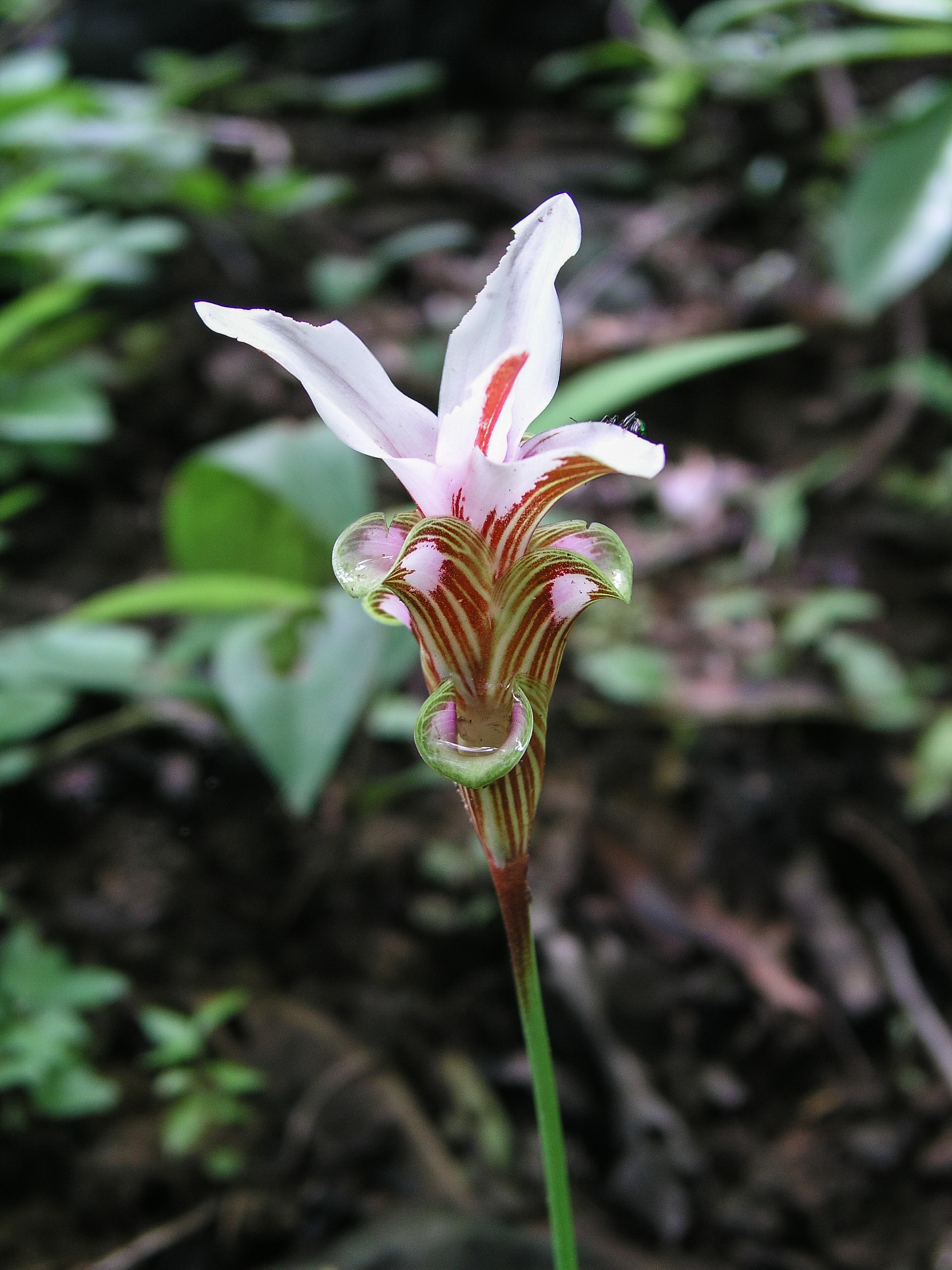 บัวลาย Curcuma rhabdota Sirirugsa & M.F.Newman<br/>Zingiberaceae